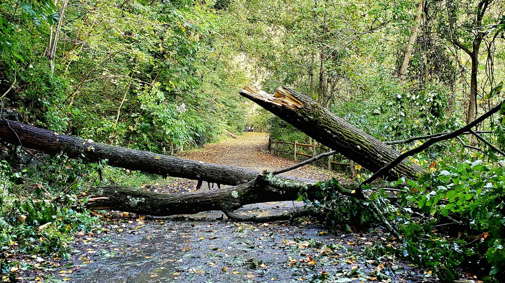 Wissahickon Trail