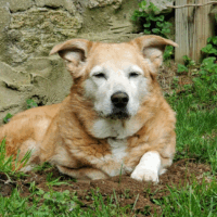 Dog dirt