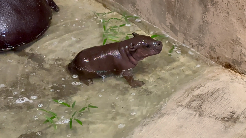 Baby hippo