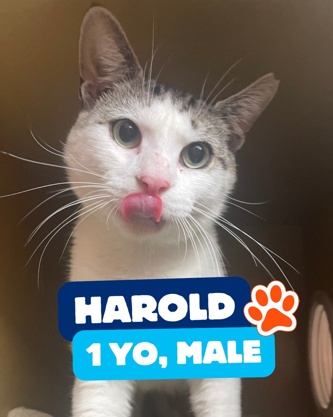 Meet Your New Best Friend: Harold