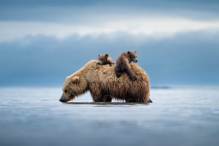 Casey cooper, “lifeboat”