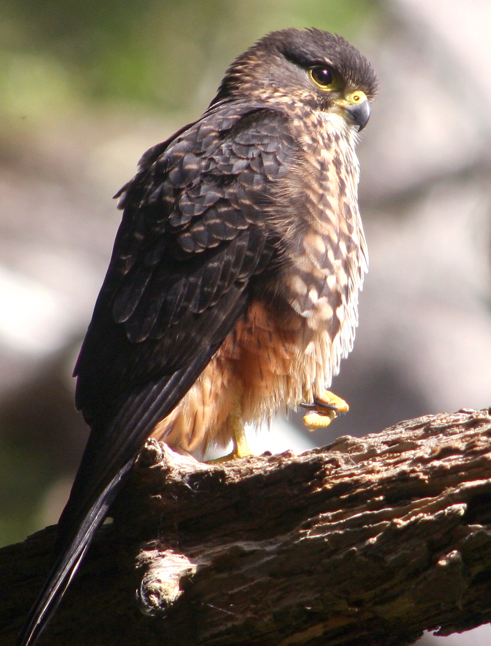 The New Zealand Falcon (male), Zealandia wildlife sanctuary. Wellington, New Zealand. Photo by Tony Wills (Wikimedia Commons)