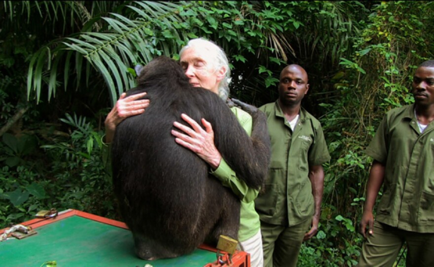 Wounda the Chimpanzee and Her Hug to Jane Goodall