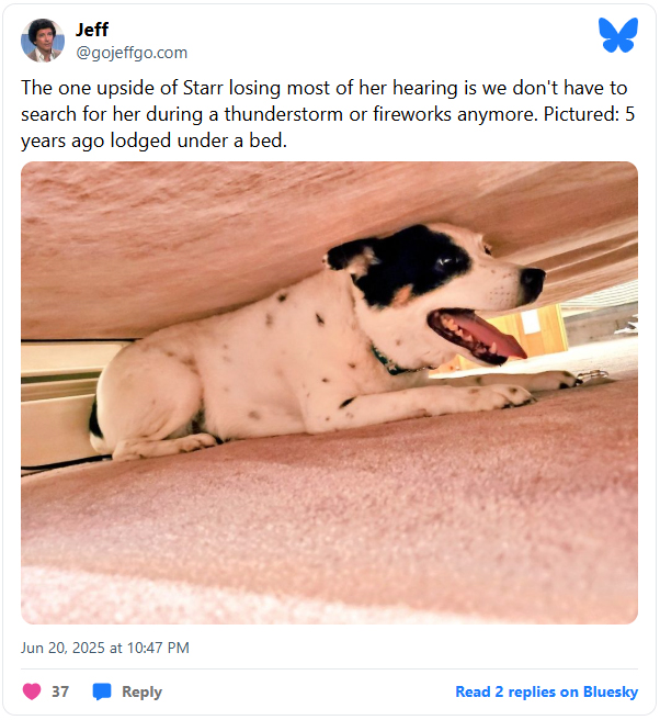 Tweet bed