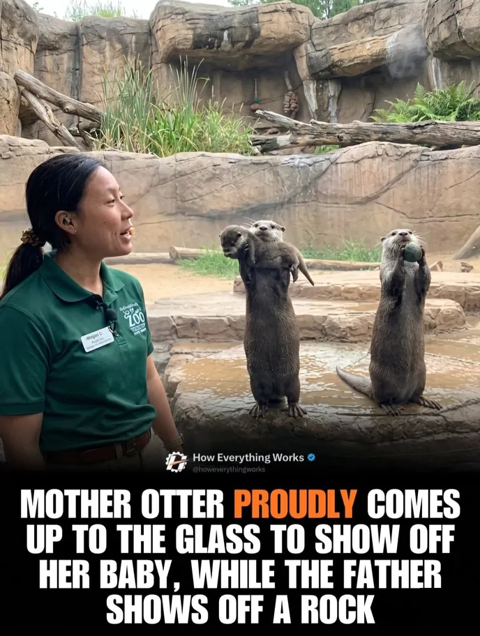 Otter rocks2