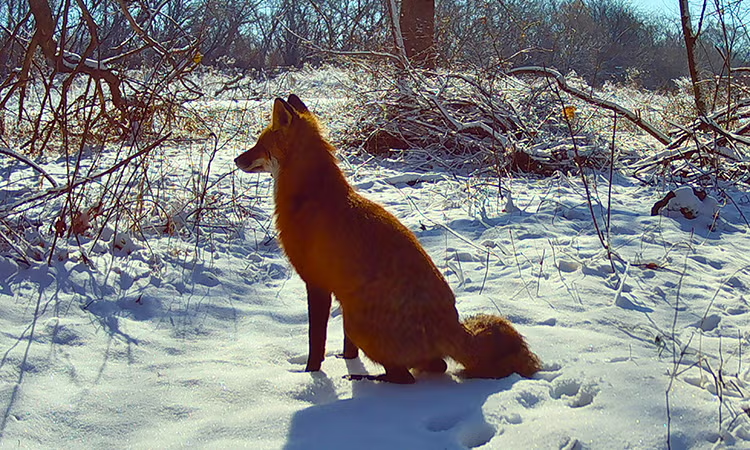 A red fox in Philadelphia caught by a trail camera last winter in Penn Vet’s Accessing Urban Wildlife Initiative (AUNI).
