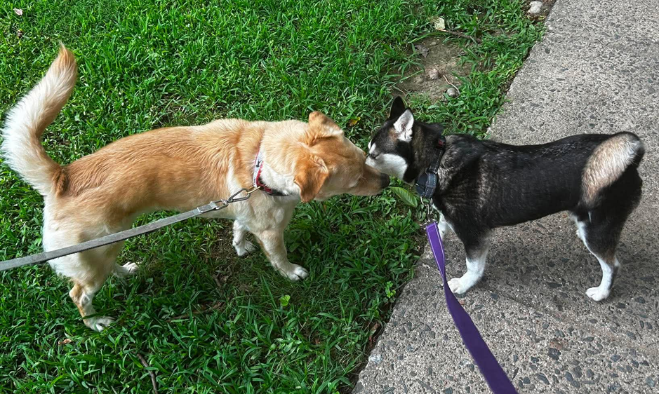hazelnut meets benson