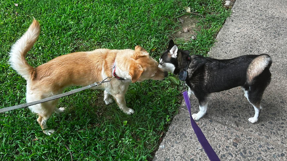 hazelnut meets benson