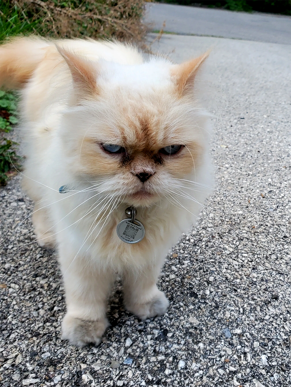 Cat boss