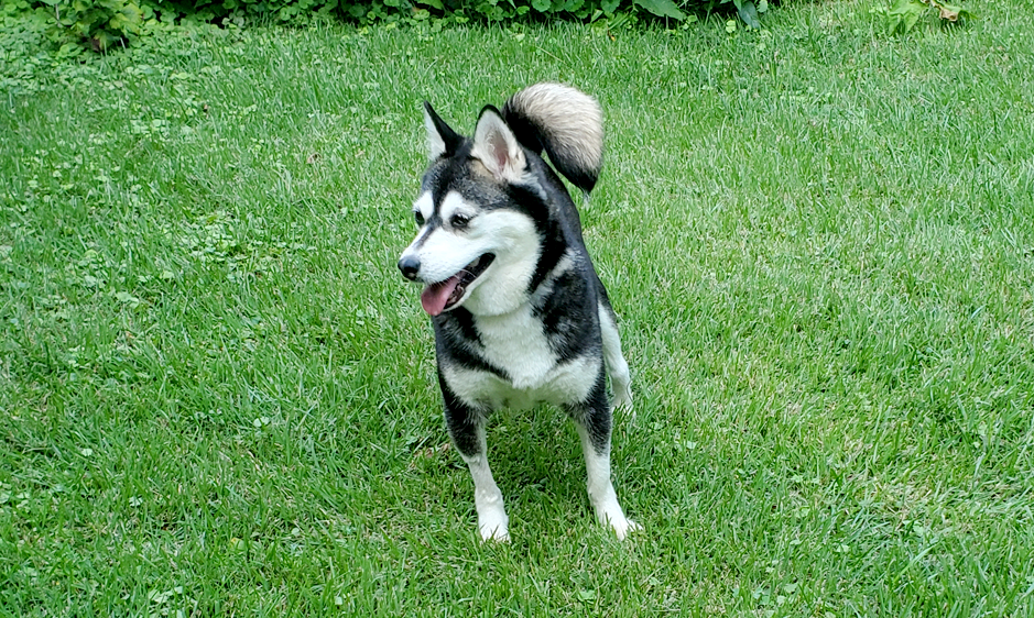 happy dog